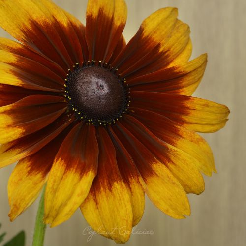 RUDBECKIA